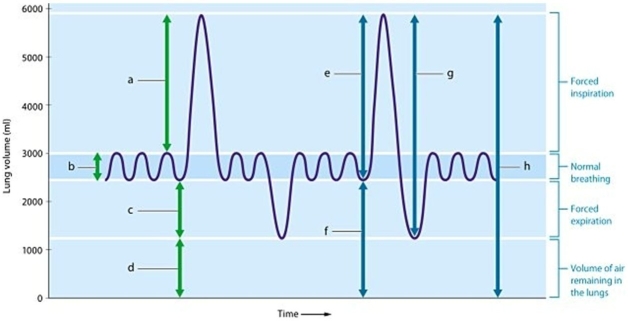   -Identify the lung volume or capacity labeled e.