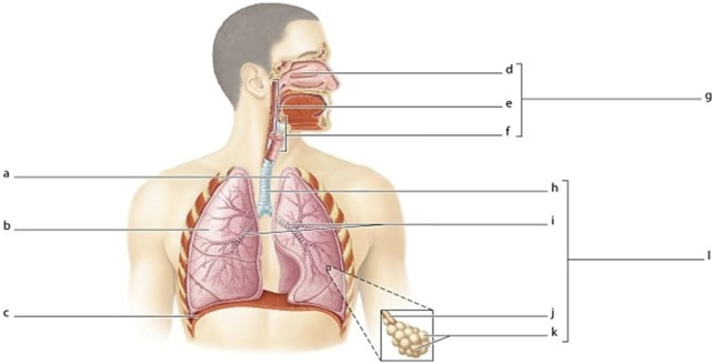   -Identify the structure labeled d.