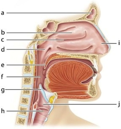   -Identify the structure labeled f.