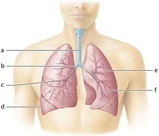   -Identify the structure labeled b.