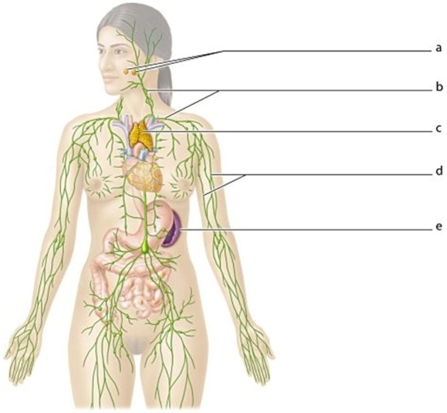 <strong> Identify the structure labeled e.</strong> A)Thymus B)Lymph nodes C)Tonsils D)Spleen
