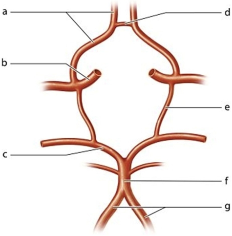 <strong> Identify the vessel labeled d.</strong> A)Posterior communicating artery B)Basilar artery C)Anterior communicating artery D)Internal carotid artery