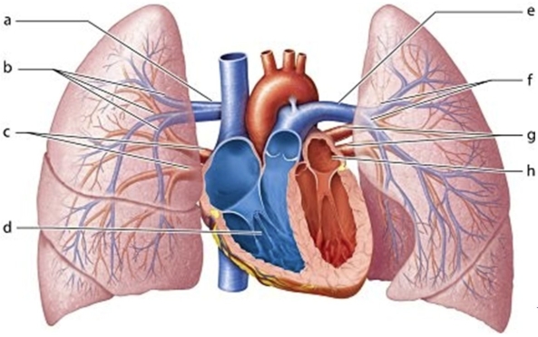 <strong> Identify the structure labeled c.</strong> A)Left pulmonary veins B)Left lobar arteries C)Right pulmonary veins D)Right ventricle