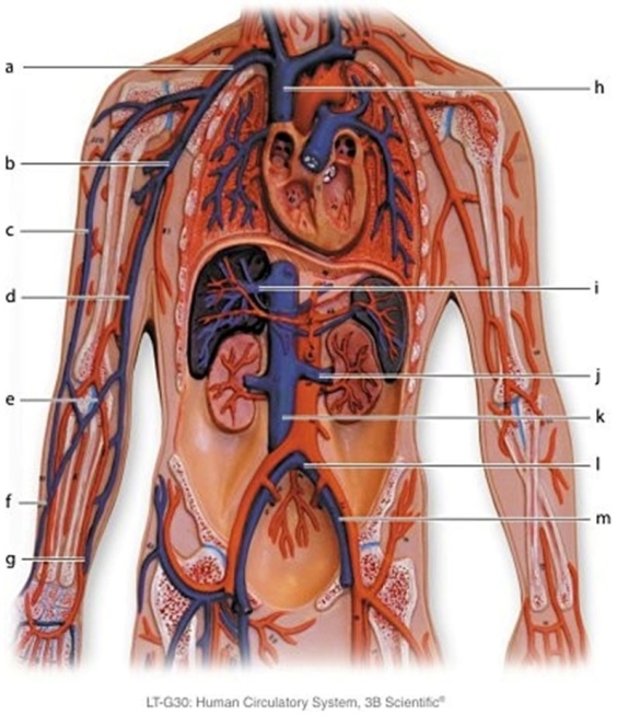   -Identify the vessel labeled d.