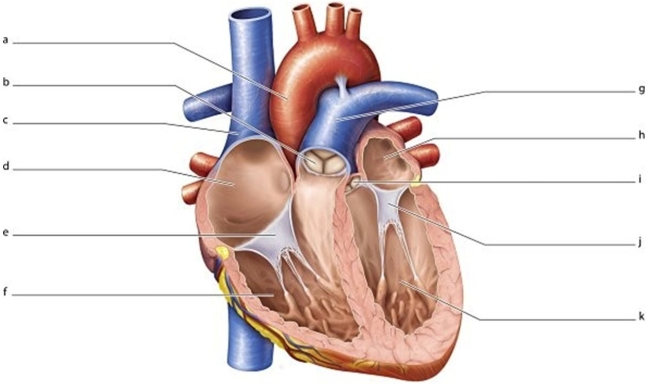   -Identify the structure labeled f.