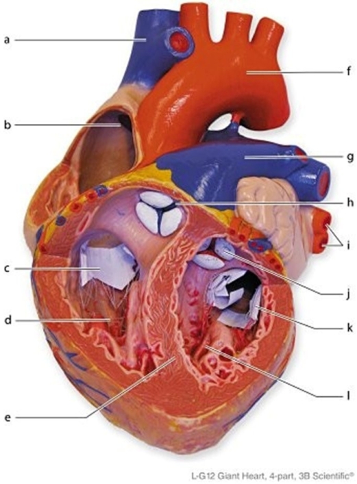 <strong> Identify the structure labeled c.</strong> A)Tricuspid valve B)Aortic semilunar valve C)Bicuspid (mitral)valve D)Pulmonary semilunar valve