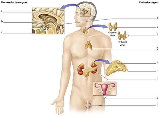  -Identify the structure labeled a.