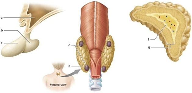   -Identify the structure labeled c.