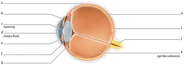 <strong> Identify the structure labeled g.</strong> A)Pupil B)Ciliary body C)Iris D)Optic nerve
