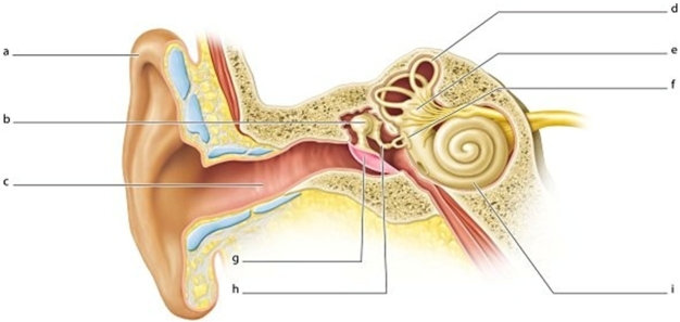   -Identify the structure labeled b.