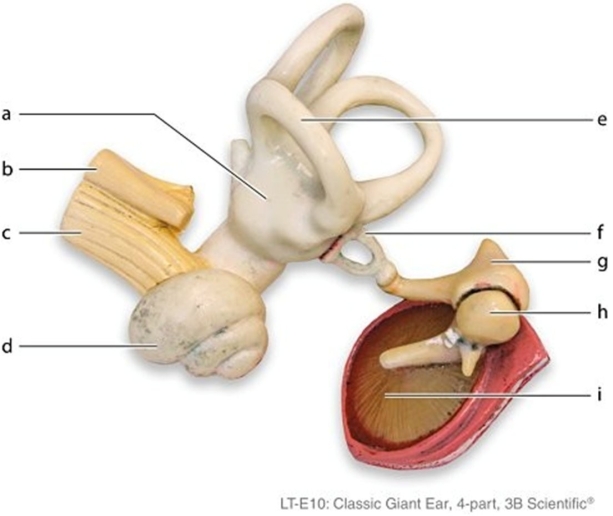   -Identify the structure labeled f.
