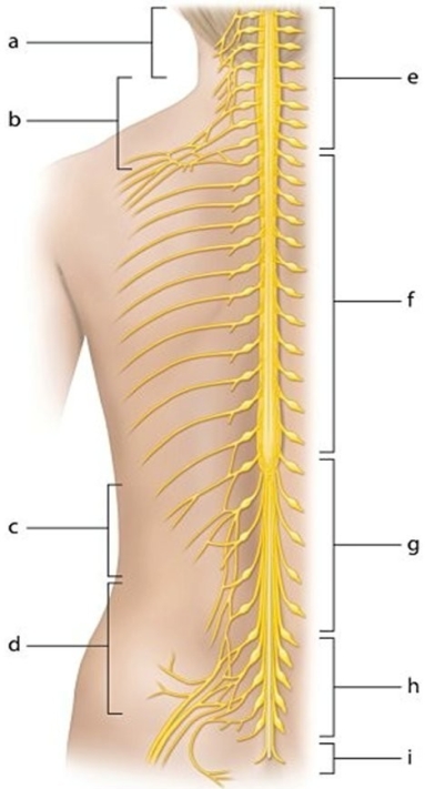   -Identify the nerve plexus labeled c.