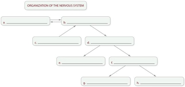 -When completing a chart showing the organization of the nervous system, which term should be written in box f?