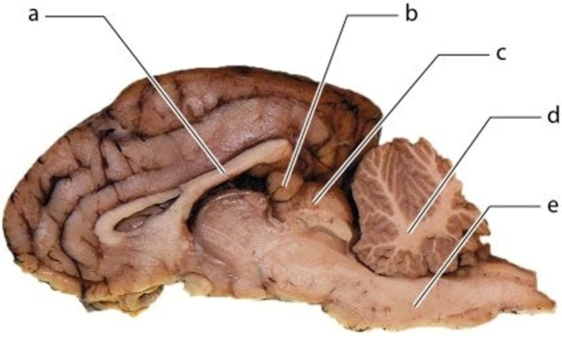   -Identify the structure labeled c.