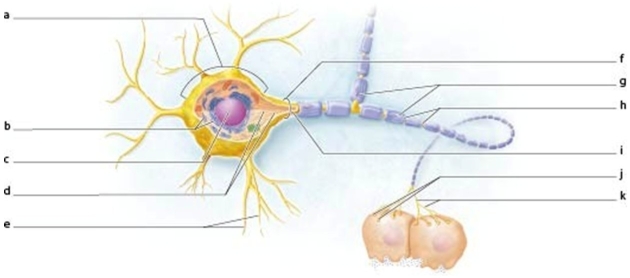 <strong> Which labeled structure marks the nodes of Ranvier?</strong> A)J B)K C)I D)H