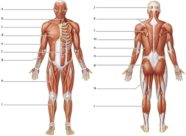   -Identify the structure labeled d.