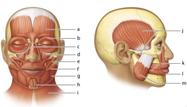 <strong> Identify the muscle labeled b.</strong> A)Zygomaticus B)Orbicularis oculi C)Epicranius D)Frontalis