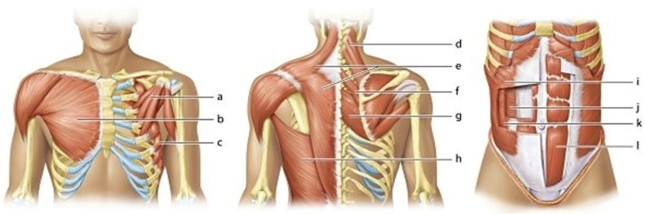 <strong> Identify the muscle labeled k.</strong> A)Internal oblique B)External oblique C)Transverse abdominus D)Rectus abdominus