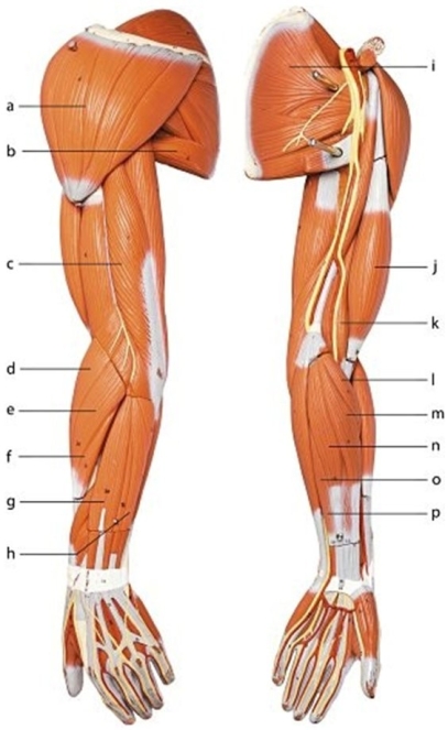   -Identify the muscle labeled m.