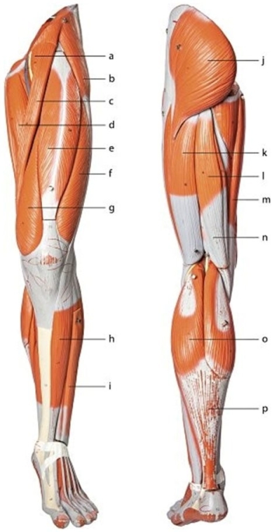   -Identify the muscle labeled c.