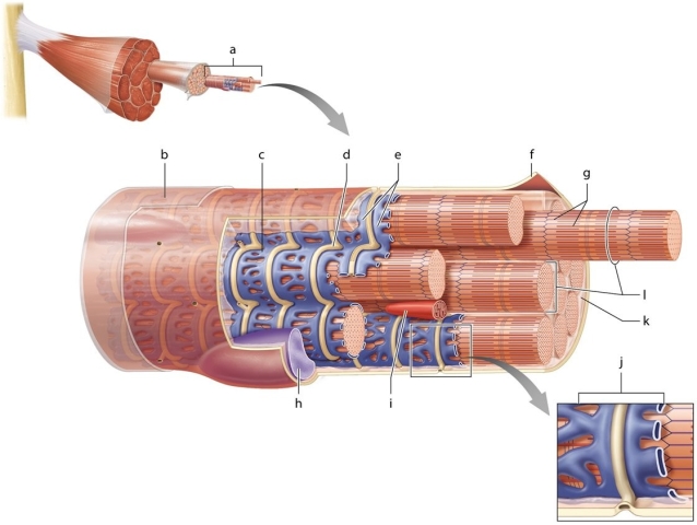 -Which lettered structure indicates the terminal cisternae of the sarcoplasmic reticulum?