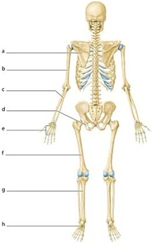   -Identify the structure labeled a.