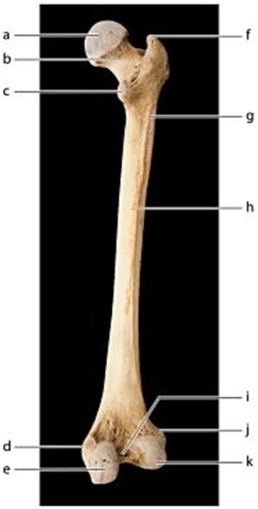 <strong> Identify the bone feature labeled c.</strong> A)Greater trochanter B)Neck C)Lesser trochanter D)Gluteal tuberosity