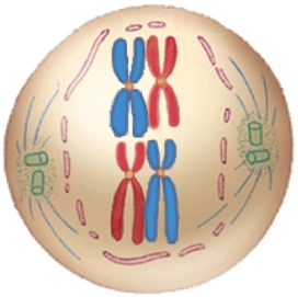 <strong>Which phase of meiosis is depicted here? </strong> A) Prophase I B) Metaphase I C) Anaphase I D) Telophase I