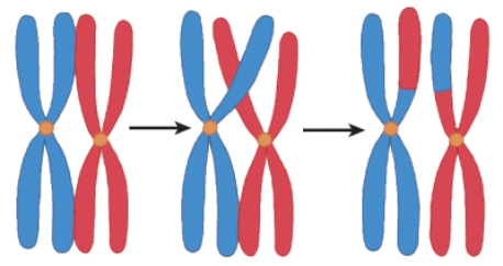 <strong>The process depicted here is best described by which of the following choices? </strong> A) The tetrads are separating to opposite sides. B) The cell is completing the first phase of meiosis. C) The cell is splitting; cytokinesis. D) Genetic material is exchanged between homologous chromosomes.