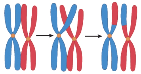 <strong>During which process would you find the event pictured here? </strong> A) Mitosis B) Meiosis C) Transcription D) Translation