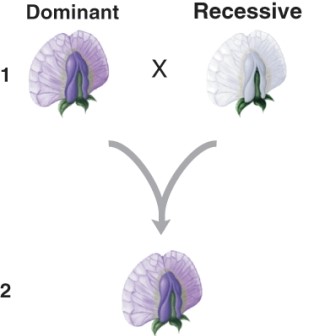 <strong>As a result of the cross labeled 1, what do you predict about all the offspring labeled 2? </strong> A) There will be mostly white offspring and some purple. B) The offspring will all be white. C) There will be mostly purple offspring and some white. D) The offspring will all be purple.