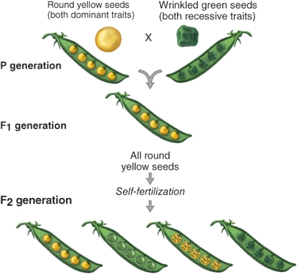<strong>The dihybrid cross shown here will produce how many wrinkled and yellow pea plants? </strong> A) 9 B) 6 C) 3 D) 1