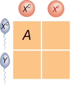 Regarding sex-linked traits, what conclusion can be drawn regarding the offspring labeled A?