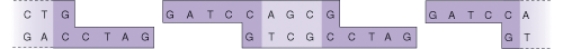 What are the ends of these pieces of DNA called?  