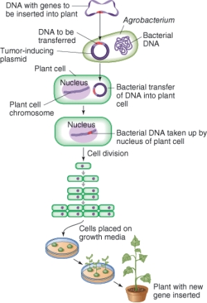 <strong>In this diagram, the Argobacterium is a(n): </strong> A) plasmid. B) virus. C) host. D) vector.