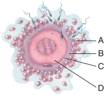 <strong>Which layer of the egg contains species-specific receptors for the sperm? </strong> A) A B) B C) C D) D