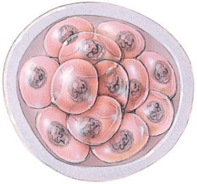 <strong>Approximately how many days old is this group of cells? </strong> A) 1 B) 2 C) 4 D) 7
