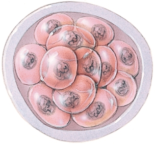 <strong>What is the embryo also called at this point of development? </strong> A) Pronucleus B) Embryo C) Blastocyst D) Morula