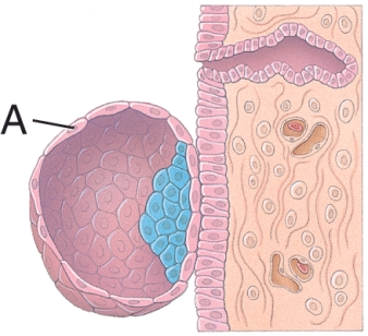 <strong>What is labeled A in this diagram? </strong> A) Endometrial gland B) Trophoblast C) Inner cell mass D) Blastocyst cavity