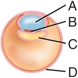 <strong>In this diagram, what is the structure labeled A called? </strong> A) Yolk sac B) Amnionic cavity C) Trophoblast D) Embryonic disc
