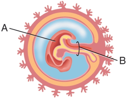 <strong>In this diagram, what is labeled B? </strong> A) Embryo B) Uterus C) Yolk sac D) Umbilical cord