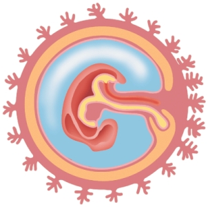 <strong>How many days old is this embryo? </strong> A) 14 B) 21 C) 25 D) 35