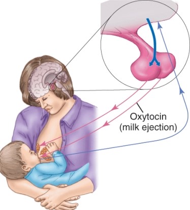 <strong>Which description would be correct for the arrow labeled A? </strong> A) Estrogen (milk production) B) Oxytocin (milk ejection) C) Follicle stimulating hormone (milk production) D) Human growth hormone (breast development)