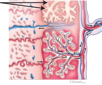 <strong>Identify the region indicated by the arrow. </strong> A) Chorionic villi B) Amnion C) Allantosis D) Amniotic fluid
