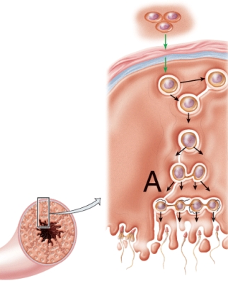 <strong>The letter A represents which phase of meiosis?  </strong> A) Meiosis II B) Metaphase I C) Prophase I D) Metaphase II <div style=padding-top: 35px> 