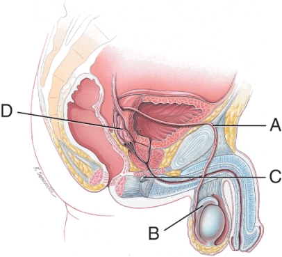 <strong>Which structure stores the sperm for maturation?  </strong> A) A B) B C) C D) D <div style=padding-top: 35px> 