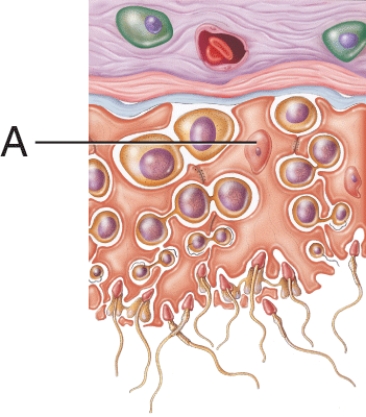 <strong>What is the name of the cell labeled A?  </strong> A) Leydig cell B) Spermatogonium C) Primary spermatocyte D) Sertoli cell <div style=padding-top: 35px> 