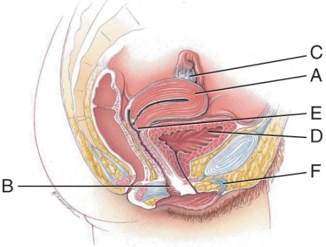 <strong>Which structure is part of the vulva?  </strong> A) C B) D C) E D) F <div style=padding-top: 35px> 