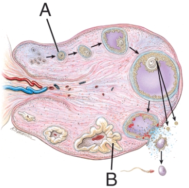 <strong>Structure A is also known as a(n):  </strong> A) oocyte. B) corpus albicans. C) Graafian follicle. D) primary follicle. <div style=padding-top: 35px> 