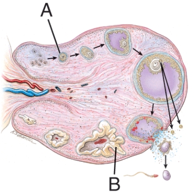 <strong>What hormone is produced by structure B?  </strong> A) GnRH B) Progesterone C) FSH D) Testosterone <div style=padding-top: 35px> 